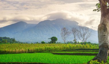 Kuzey Bengkulu 'daki Endonezya güzelliği çeltik tarlaları. Endonezya' nın dağları ve tropikal ormanlarının doğal sabah manzarası.