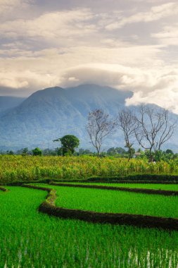 Kuzey Bengkulu 'daki Endonezya güzelliği çeltik tarlaları. Endonezya' nın dağları ve tropikal ormanlarının doğal sabah manzarası.