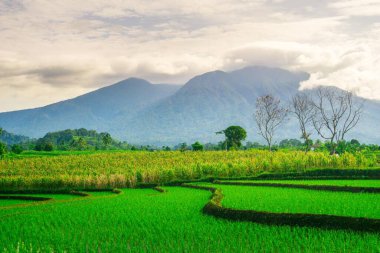Kuzey Bengkulu 'daki Endonezya güzelliği çeltik tarlaları. Endonezya' nın dağları ve tropikal ormanlarının doğal sabah manzarası.