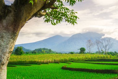 Kuzey Bengkulu 'daki Endonezya güzelliği çeltik tarlaları. Endonezya' nın dağları ve tropikal ormanlarının doğal sabah manzarası.