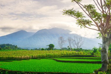 Kuzey Bengkulu 'daki Endonezya güzelliği çeltik tarlaları. Endonezya' nın dağları ve tropikal ormanlarının doğal sabah manzarası.