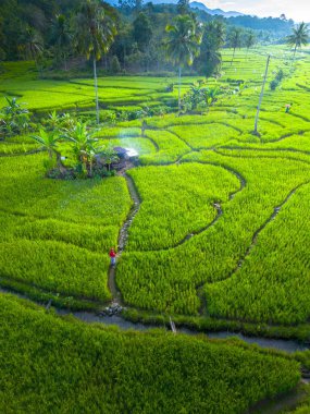 Kuzey Bengkulu 'daki Endonezya güzelliği çeltik tarlaları. Endonezya' nın dağları ve tropikal ormanlarının doğal sabah manzarası.