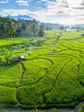 Kuzey Bengkulu 'daki Endonezya güzelliği çeltik tarlaları. Endonezya' nın dağları ve tropikal ormanlarının doğal sabah manzarası.