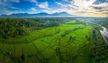 Kuzey Bengkulu 'daki Endonezya güzelliği çeltik tarlaları. Endonezya' nın dağları ve tropikal ormanlarının doğal sabah manzarası.