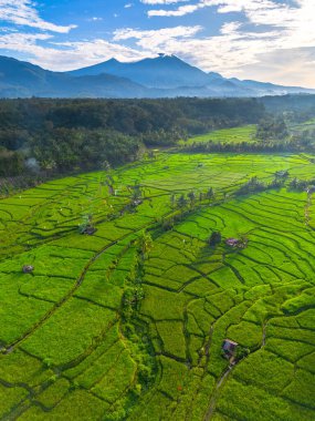 Kuzey Bengkulu 'daki Endonezya güzelliği çeltik tarlaları. Endonezya' nın dağları ve tropikal ormanlarının doğal sabah manzarası.