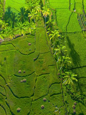 Kuzey Bengkulu 'daki Endonezya güzelliği çeltik tarlaları. Endonezya' nın dağları ve tropikal ormanlarının doğal sabah manzarası.
