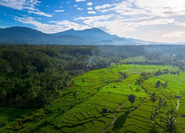 Kuzey Bengkulu 'daki Endonezya güzelliği çeltik tarlaları. Endonezya' nın dağları ve tropikal ormanlarının doğal sabah manzarası.