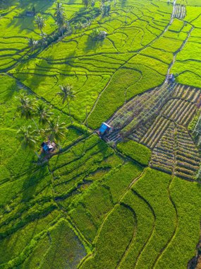 Kuzey Bengkulu 'daki Endonezya güzelliği çeltik tarlaları. Endonezya' nın dağları ve tropikal ormanlarının doğal sabah manzarası.