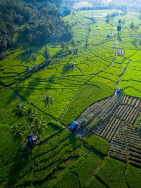 Kuzey Bengkulu 'daki Endonezya güzelliği çeltik tarlaları. Endonezya' nın dağları ve tropikal ormanlarının doğal sabah manzarası.