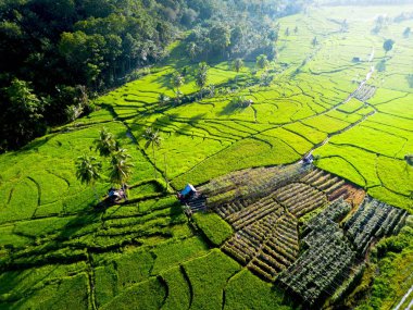 Kuzey Bengkulu 'daki Endonezya güzelliği çeltik tarlaları. Endonezya' nın dağları ve tropikal ormanlarının doğal sabah manzarası.