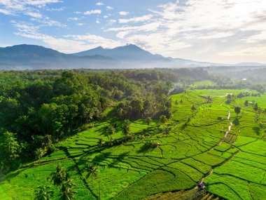Kuzey Bengkulu 'daki Endonezya güzelliği çeltik tarlaları. Endonezya' nın dağları ve tropikal ormanlarının doğal sabah manzarası.