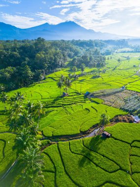 Kuzey Bengkulu 'daki Endonezya güzelliği çeltik tarlaları. Endonezya' nın dağları ve tropikal ormanlarının doğal sabah manzarası.