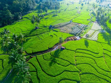 Kuzey Bengkulu 'daki Endonezya güzelliği çeltik tarlaları. Endonezya' nın dağları ve tropikal ormanlarının doğal sabah manzarası.