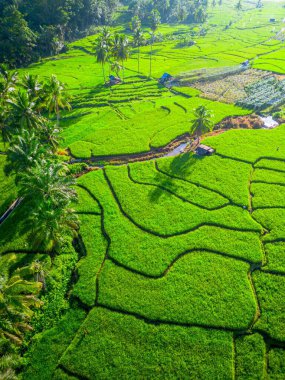 Kuzey Bengkulu 'daki Endonezya güzelliği çeltik tarlaları. Endonezya' nın dağları ve tropikal ormanlarının doğal sabah manzarası.
