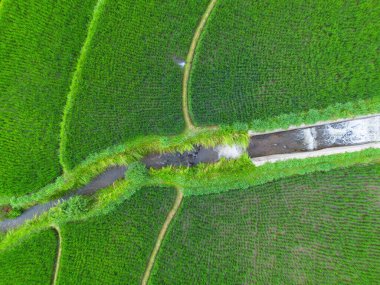 Kuzey Bengkulu 'daki Endonezya güzelliği çeltik tarlaları. Endonezya' nın dağları ve tropikal ormanlarının doğal sabah manzarası.