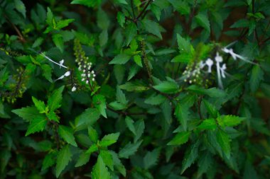Kuzey Bengkulu 'daki Endonezya güzelliği çeltik tarlaları. Endonezya' nın dağları ve tropikal ormanlarının doğal sabah manzarası.