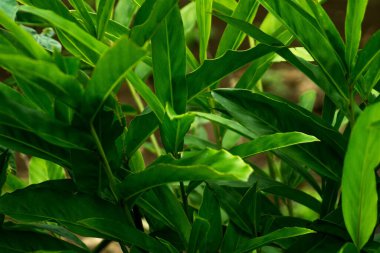 Kuzey Bengkulu 'daki Endonezya güzelliği çeltik tarlaları. Endonezya' nın dağları ve tropikal ormanlarının doğal sabah manzarası.