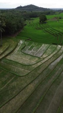 beautiful morning view indonesia panorama landscape paddy fields with beauty color and sky natural light