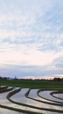 beautiful morning view indonesia panorama landscape paddy fields with beauty color and sky natural light