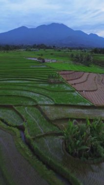 beautiful morning view indonesia panorama landscape paddy fields with beauty color and sky natural light