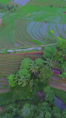 beautiful morning view indonesia panorama landscape paddy fields with beauty color and sky natural light