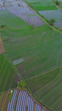 beautiful morning view indonesia panorama landscape paddy fields with beauty color and sky natural light