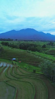 beautiful morning view indonesia panorama landscape paddy fields with beauty color and sky natural light