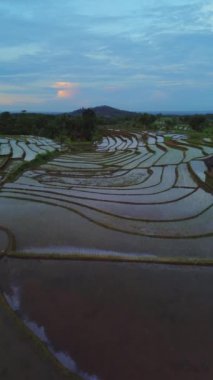 beautiful morning view indonesia panorama landscape paddy fields with beauty color and sky natural light