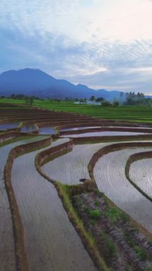 beautiful morning view indonesia panorama landscape paddy fields with beauty color and sky natural light