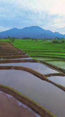 beautiful morning view indonesia panorama landscape paddy fields with beauty color and sky natural light
