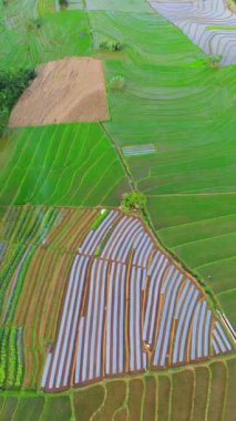 beautiful morning view indonesia panorama landscape paddy fields with beauty color and sky natural light