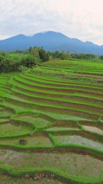 beautiful morning view indonesia panorama landscape paddy fields with beauty color and sky natural light