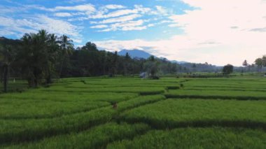 beautiful morning view indonesia panorama landscape paddy fields with beauty color and sky natural light