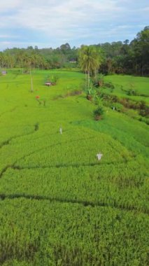 beautiful morning view indonesia panorama landscape paddy fields with beauty color and sky natural light