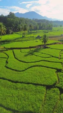 beautiful morning view indonesia panorama landscape paddy fields with beauty color and sky natural light