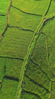 beautiful morning view indonesia panorama landscape paddy fields with beauty color and sky natural light