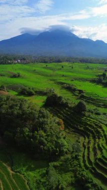 beautiful morning view indonesia panorama landscape paddy fields with beauty color and sky natural light