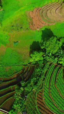 beautiful morning view indonesia panorama landscape paddy fields with beauty color and sky natural light