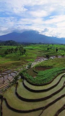 beautiful morning view indonesia panorama landscape paddy fields with beauty color and sky natural light