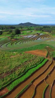 beautiful morning view indonesia panorama landscape paddy fields with beauty color and sky natural light