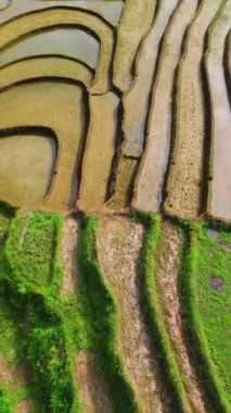 beautiful morning view indonesia panorama landscape paddy fields with beauty color and sky natural light