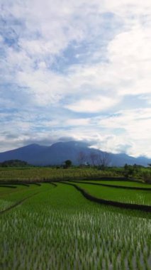 beautiful morning view indonesia panorama landscape paddy fields with beauty color and sky natural light