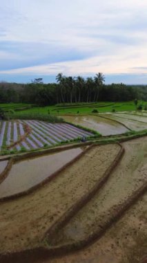 beautiful morning view indonesia panorama landscape paddy fields with beauty color and sky natural light