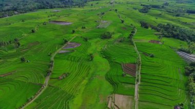 beautiful morning view indonesia panorama landscape paddy fields with beauty color and sky natural light