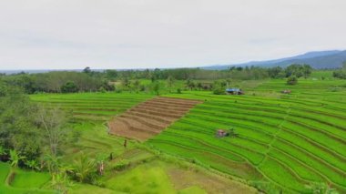 beautiful morning view indonesia panorama landscape paddy fields with beauty color and sky natural light