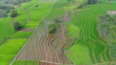beautiful morning view indonesia panorama landscape paddy fields with beauty color and sky natural light