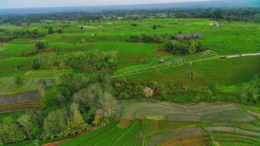 beautiful morning view indonesia panorama landscape paddy fields with beauty color and sky natural light