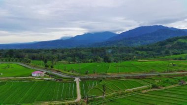 beautiful morning view indonesia panorama landscape paddy fields with beauty color and sky natural light