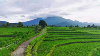 beautiful morning view indonesia panorama landscape paddy fields with beauty color and sky natural light