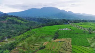 beautiful morning view indonesia panorama landscape paddy fields with beauty color and sky natural light